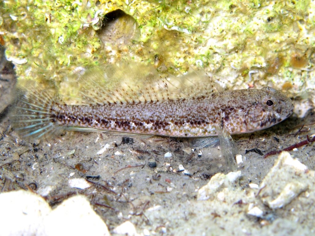 Gobius couchi (Miller & El-Tawil, 1974)